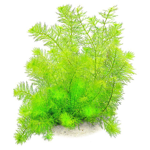 میریوفیلوم گویانا Myriophyllum Guyana