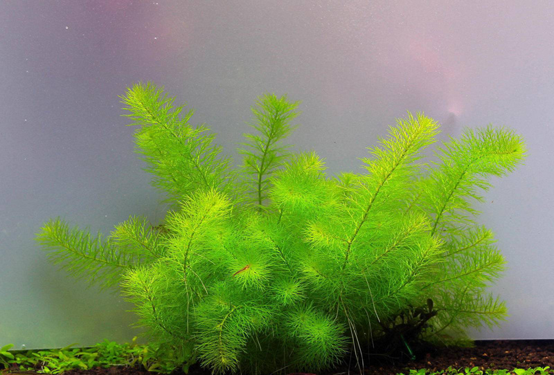 میریوفیلوم گویانا Myriophyllum Guyana