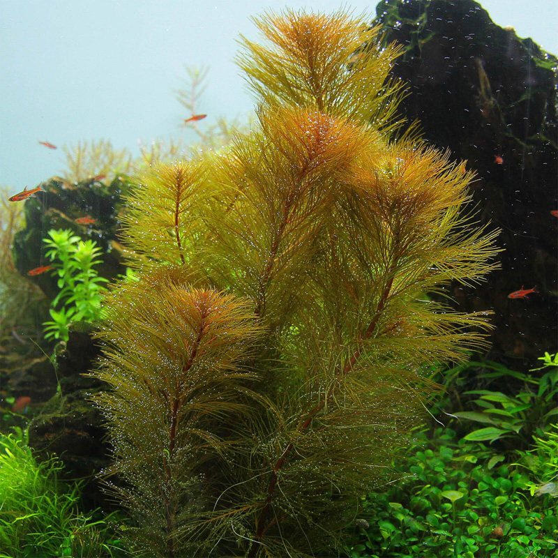 میریوفیلوم رورایما Myriophyllum Roraima