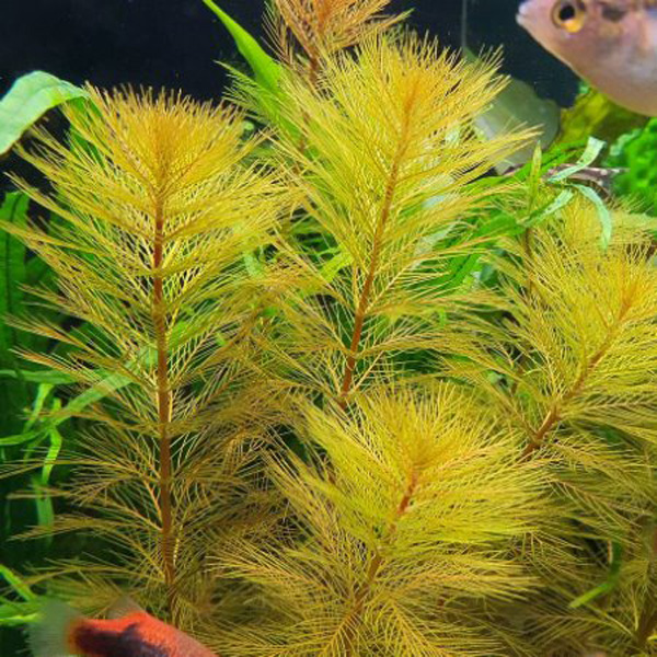 میریوفیلوم رورایما Myriophyllum Roraima