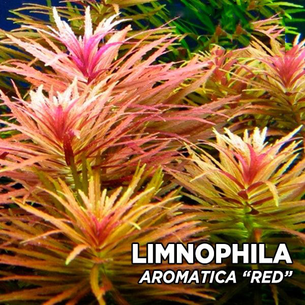 آروماتیکا قرمز Aromatica Red
