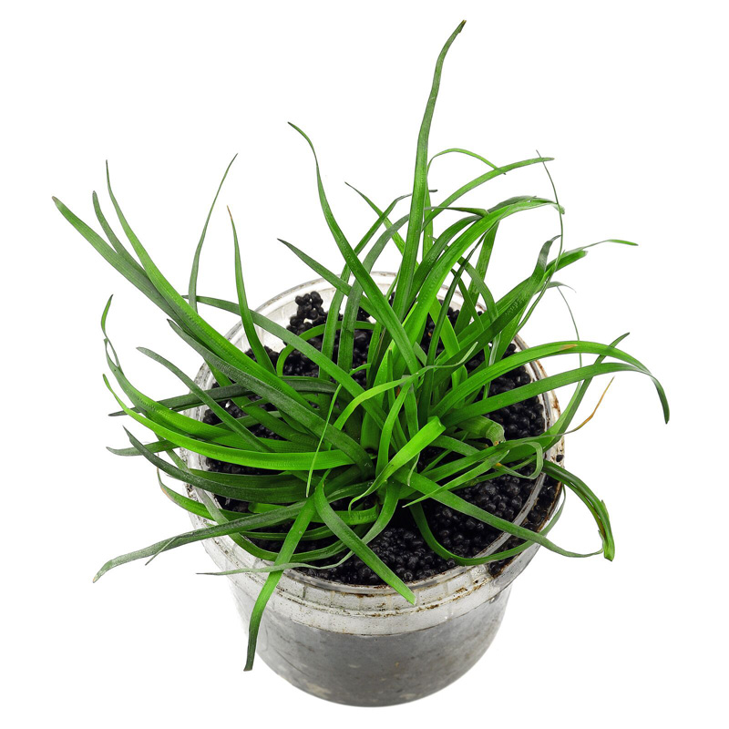 اریوکالن ویتنام Eriocaulon Vietnam
