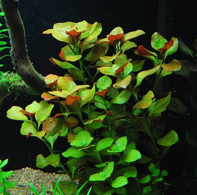لودویجیا مساکانا Ludwigia Mesakana