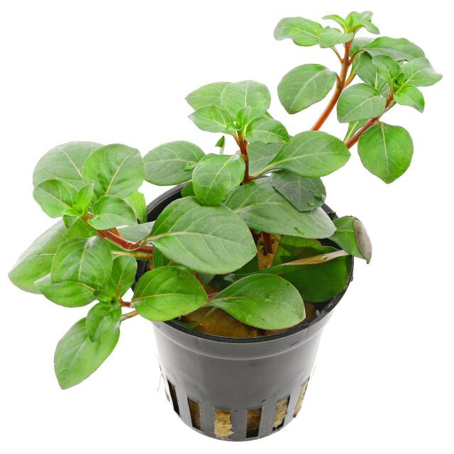 لودویجیا مساکانا Ludwigia Mesakana