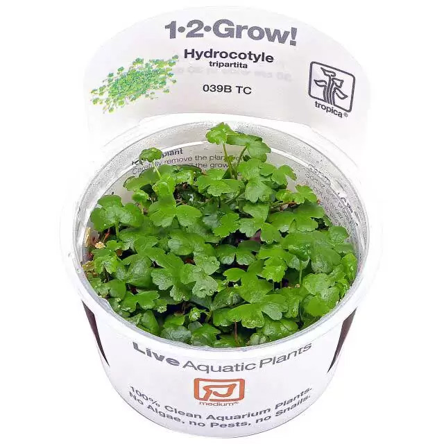 هیدروکوتیل تری پارتیتا Hydrocotyle tripartita