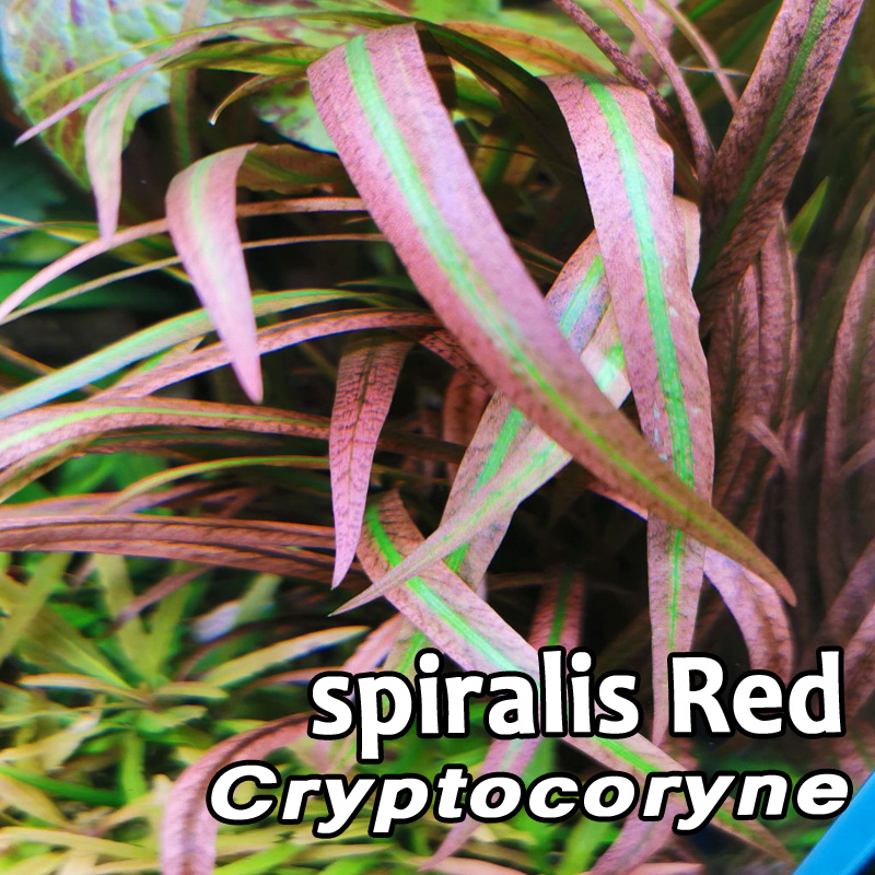 کریپتوکورین اسپیرالیس قرمز Cryptocoryne spiralis Red ،معرفی و نگهداری ...