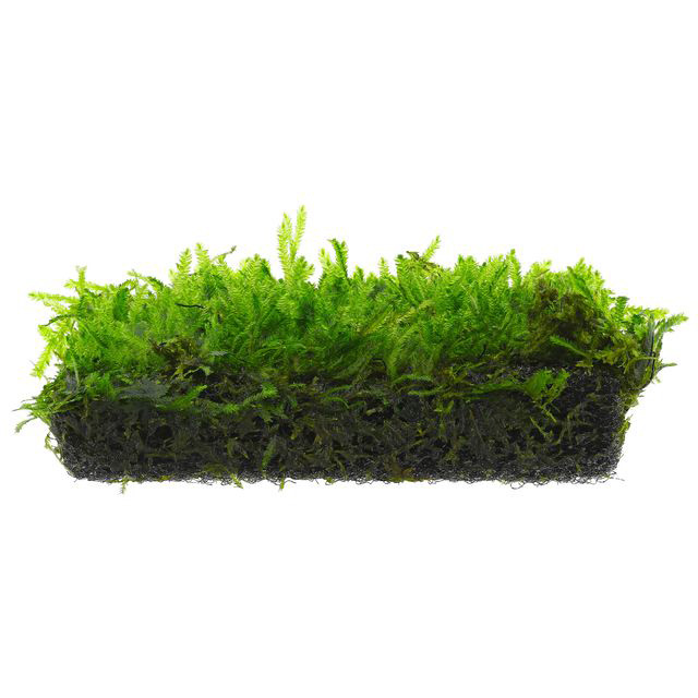 خزه طاووس Peacock Moss