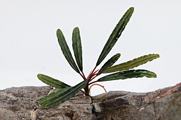 بوسفلاندرا سرزمین تمساح Bucephalandra Crocodile Land