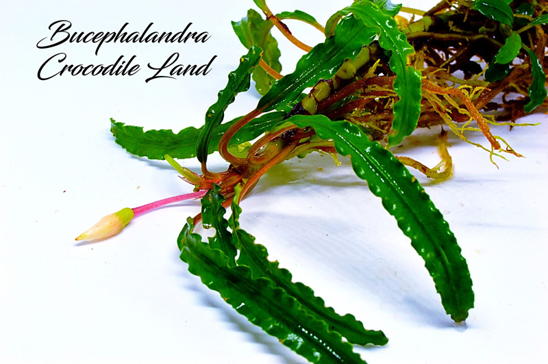 بوسفلاندرا سرزمین تمساح Bucephalandra Crocodile Land