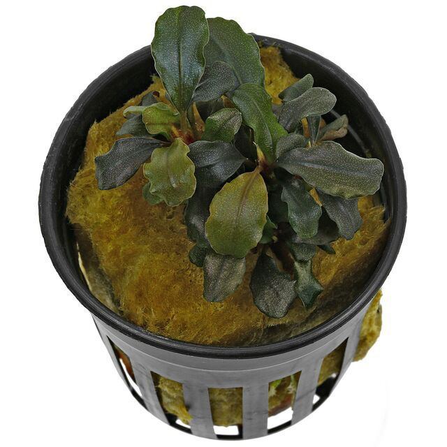 بوسفلاندرا مایا Bucephalandra Maia