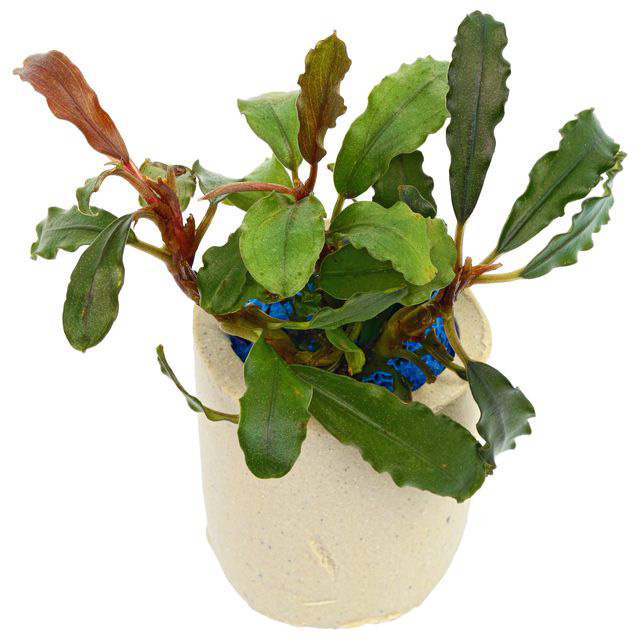 بوسفلاندرا مایا Bucephalandra Maia