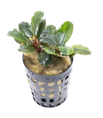 بوسفلاندرا مایا Bucephalandra Maia