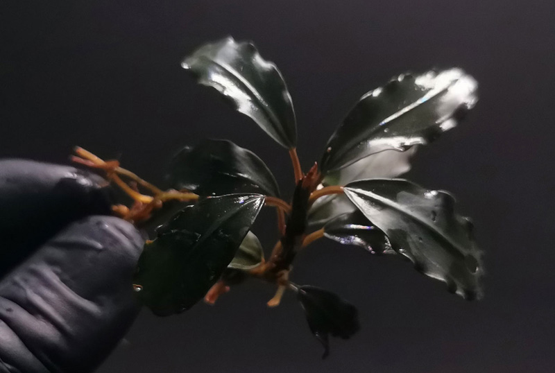 بوسفلاندرا جهنم اصل Bucephalandra Hades Original