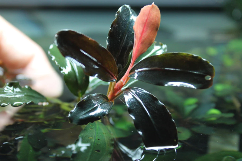 بوسفلاندرا جهنم اصل Bucephalandra Hades Original
