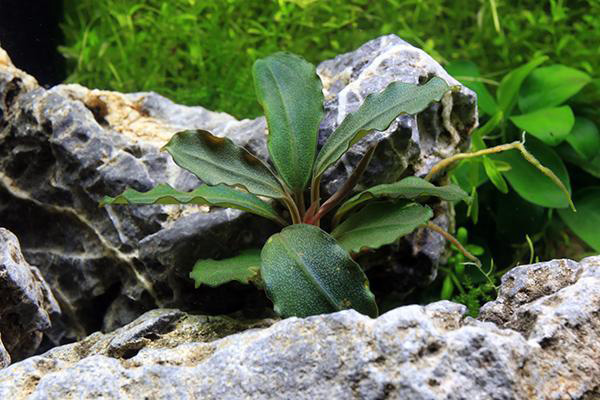 بوسفلاندرا جهنم اصل Bucephalandra Hades Original