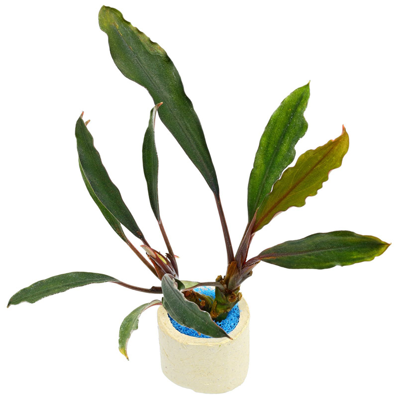 بوسفلاندرا کاپواس هولو Bucephalandra Kapuas Hulu