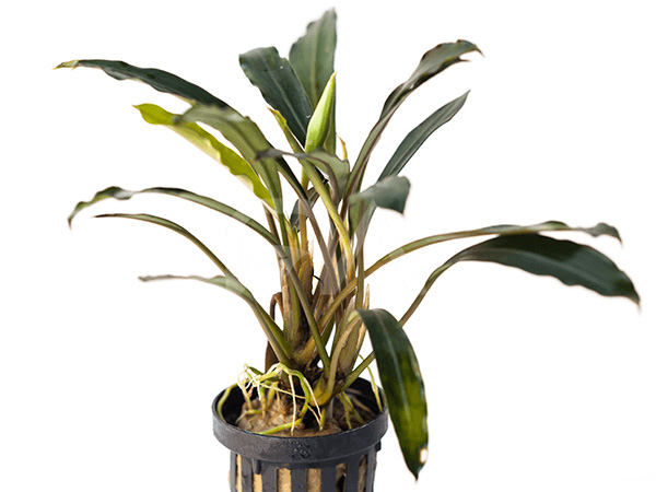 بوسفلاندرا کاپواس هولو Bucephalandra Kapuas Hulu