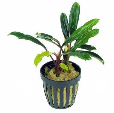 بوسفلاندرا کاپواس هولو Bucephalandra Kapuas Hulu