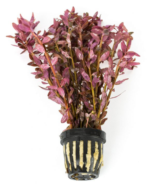 روتالا روتوندیفولیا صورتی Rotala rotundifolia Pink