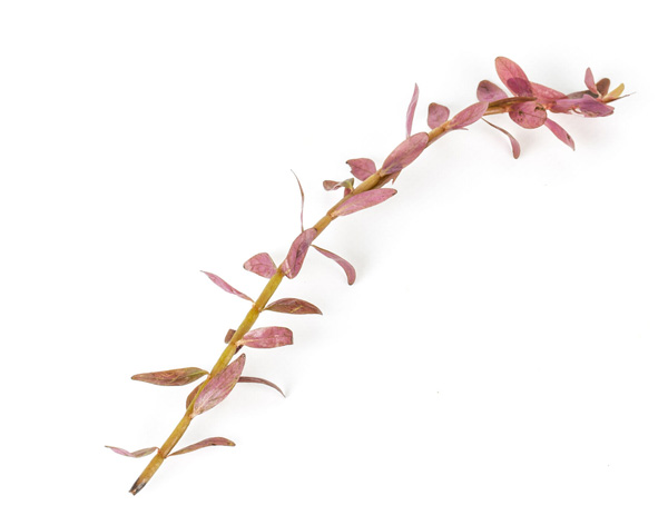 روتالا روتوندیفولیا صورتی Rotala rotundifolia Pink