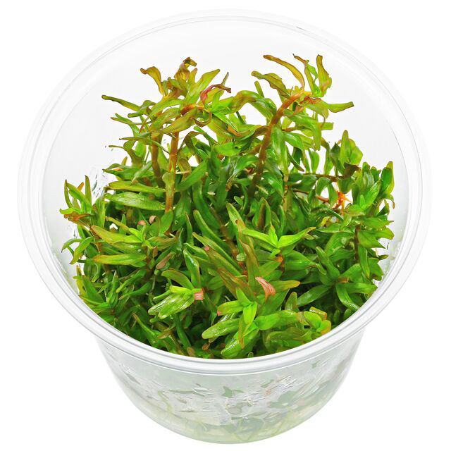 روتالا روتوندیفولیا صورتی Rotala rotundifolia Pink