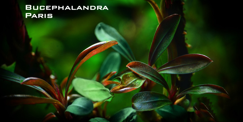 بوسفلاندرا پاریس Bucephalandra Paris