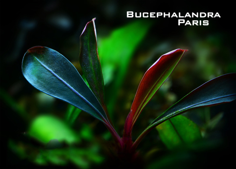 بوسفلاندرا پاریس Bucephalandra Paris