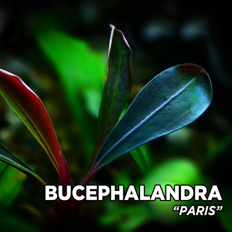 بوسفلاندرا پاریس Bucephalandra Paris