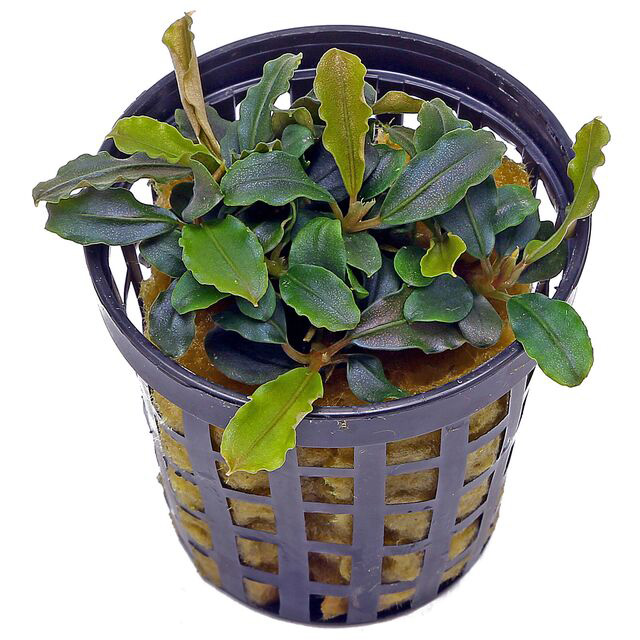 بوسفلاندرا لاماندائو بنفش Bucephalandra Lamandau Purple