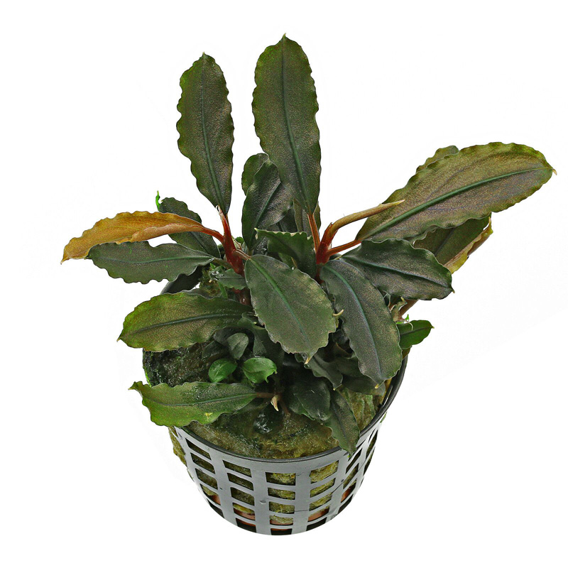 بوسفلاندرا لاماندائو بنفش Bucephalandra Lamandau Purple