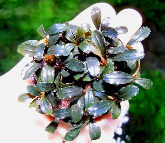 بوسفلاندرا لاماندائو بنفش Bucephalandra Lamandau Purple