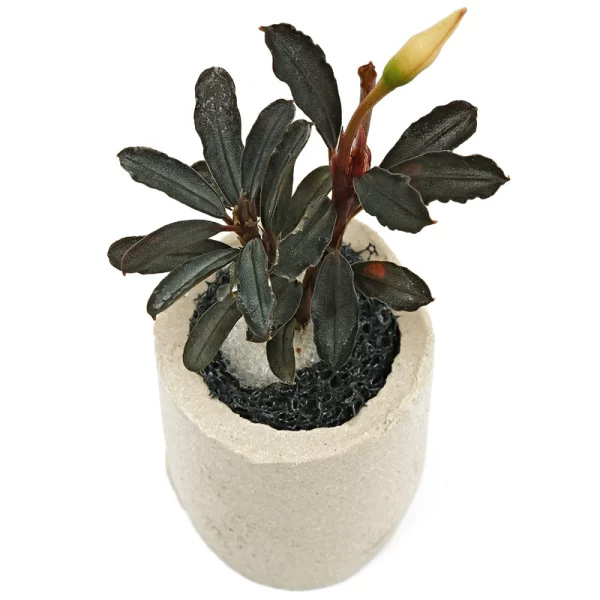 بوسفلاندرا کداگانگ کوچک Bucephalandra Kedagang Mini