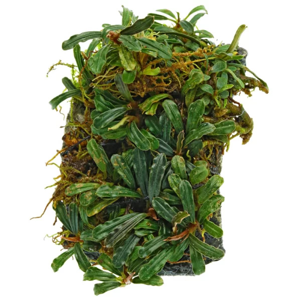 بوسفلاندرا کداگانگ کوچک Bucephalandra Kedagang Mini