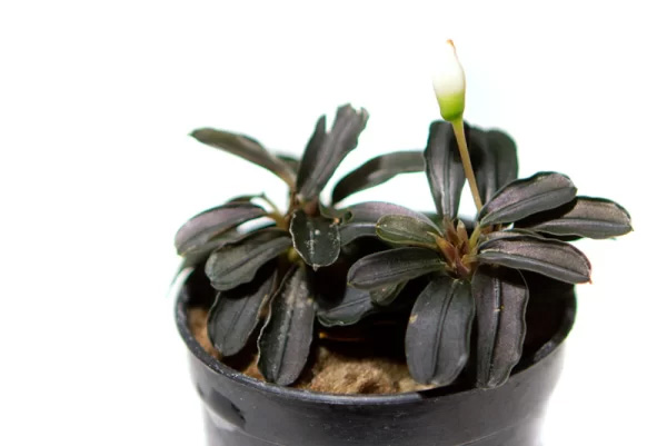 بوسفلاندرا کداگانگ کوچک Bucephalandra Kedagang Mini