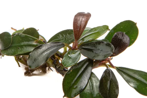 بوسفلاندرا کداگانگ کوچک Bucephalandra Kedagang Mini