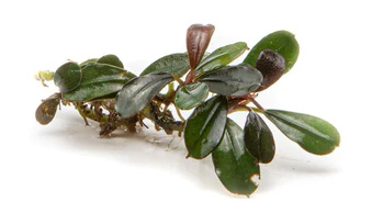بوسفلاندرا کداگانگ کوچک Bucephalandra Kedagang Mini