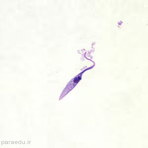 اپی ماستیگوت تریپانوزوما کروزی Trypanosoma cruzi epimastigote