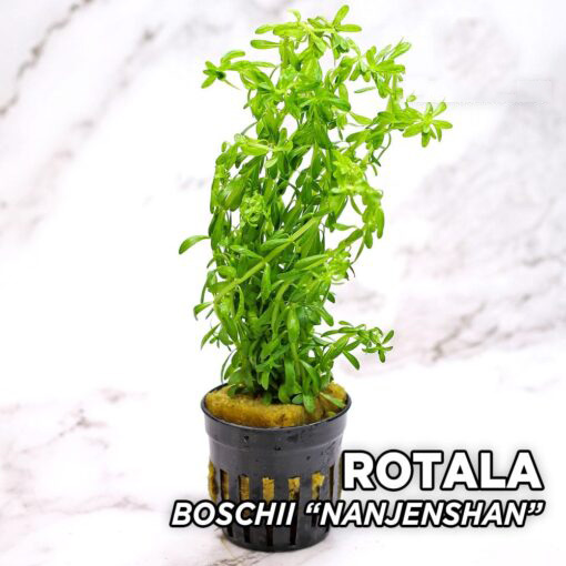 روتالا بوسچی نانجنشان Boschii Nanjenshan