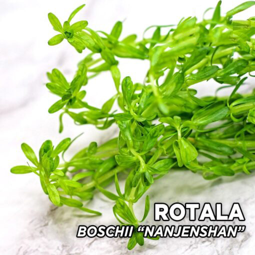 روتالا بوسچی نانجنشان Boschii Nanjenshan