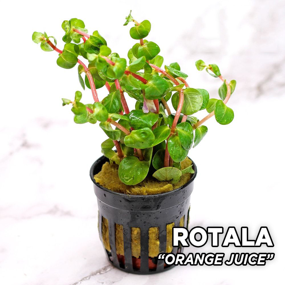 rotala sp orange juice