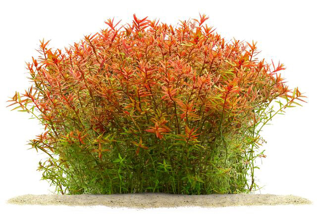 rotala sp orange juice