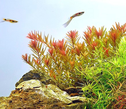 rotala sp orange juice
