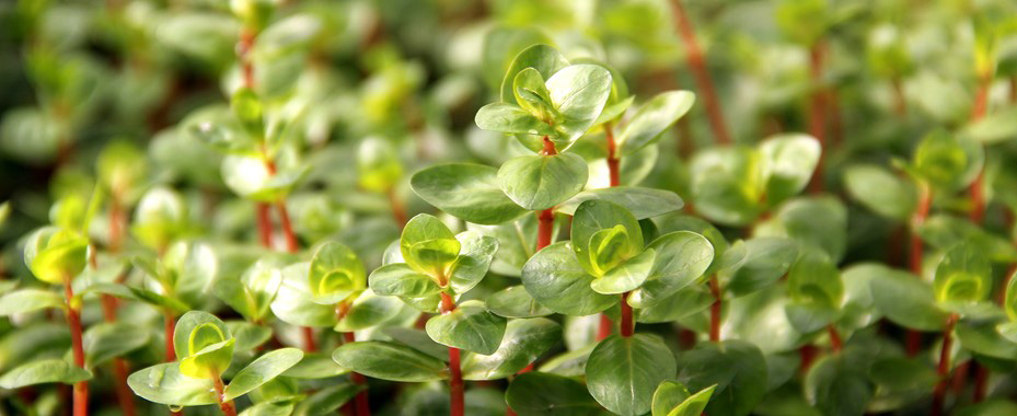 rotala sp orange juice