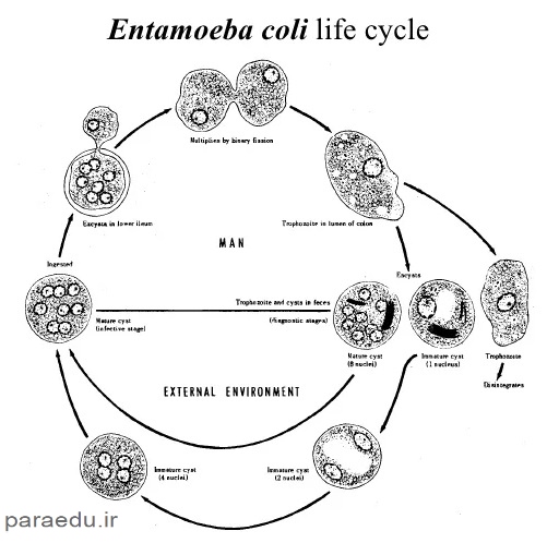 سیر تکاملی انتاموبا کولی