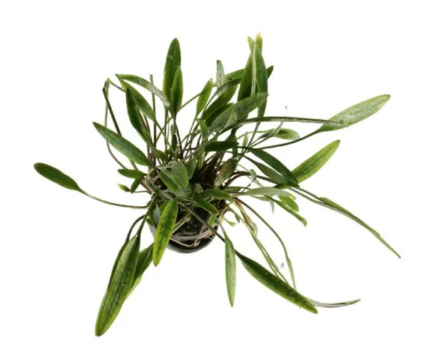 کریپتوکورین ویلیسی Cryptocoryne Willisii