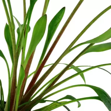 کریپتوکورین ویلیسی Cryptocoryne Willisii