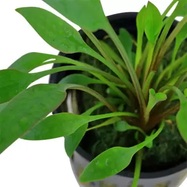 کریپتوکورین ویلیسی Cryptocoryne Willisii