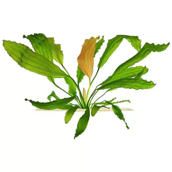 اچینودوروس رز