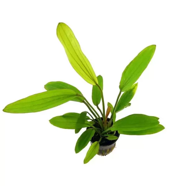 اچینودوروس رز