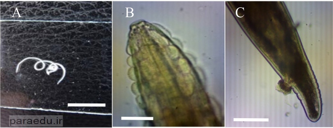 Gongylonema sp- Iranian Journal of Parasitology